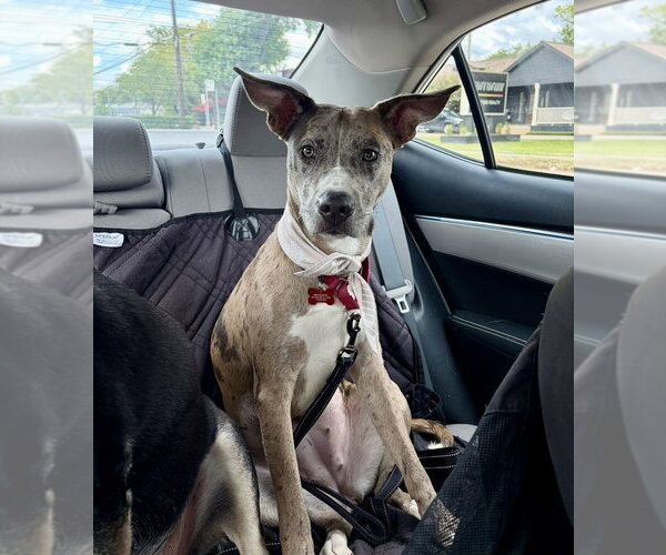 Medium Photo #4 American Staffordshire Terrier-Unknown Mix Puppy For Sale in Lakewood, CO, USA