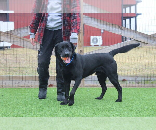 Medium Photo #2 Labrador Retriever Puppy For Sale in Chestertown, MD, USA