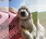 Puppy 2 Goldendoodle