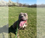 Small #1 American Pit Bull Terrier