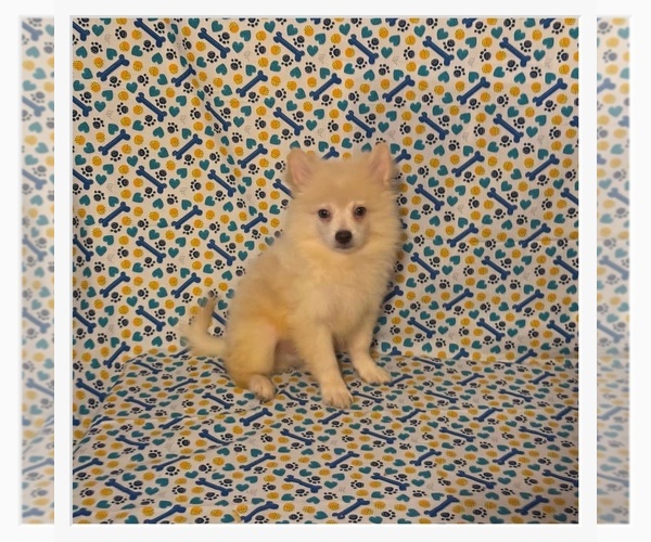 Medium Photo #2 Pomimo Puppy For Sale in CLARKSVILLE, TN, USA