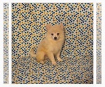 Peter - Male Pomimo Puppy for Sale - Photo #2