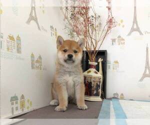 Shiba Inu Puppy for sale in MANHATTAN, NY, USA