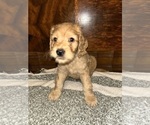 Puppy 5 Cock-A-Poo