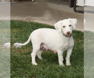 Mother of the Miniature Labradoodle puppies born on 06/20/2022