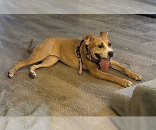 Medium Photo #2 Mutt Puppy For Sale in Polson, MT, USA