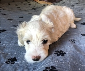 Chinese Crested Puppy for sale in EUGENE, OR, USA