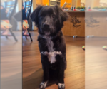 Small #1 Great Pyrenees Mix