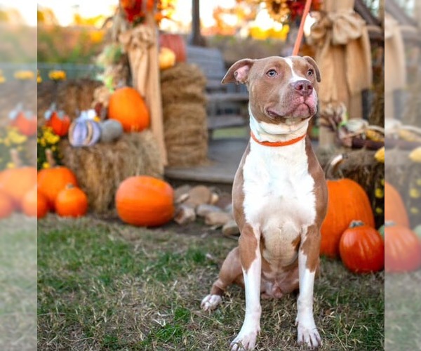 Medium Photo #1 American Pit Bull Terrier Puppy For Sale in Louisville, KY, USA