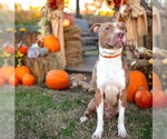 Small American Pit Bull Terrier