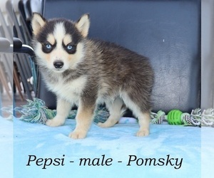 Pomsky Puppy for Sale in CLARKRANGE, Tennessee USA