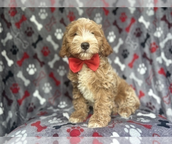 Medium Photo #2 Cock-A-Poo Puppy For Sale in LAKELAND, FL, USA