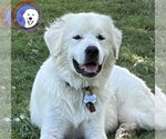 Small Great Pyrenees