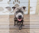 Small #1 Mutt