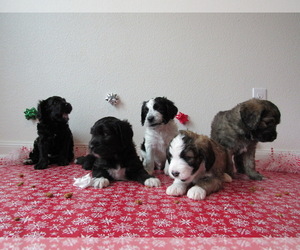 Saint Berdoodle Litter for sale in ANNA, TX, USA