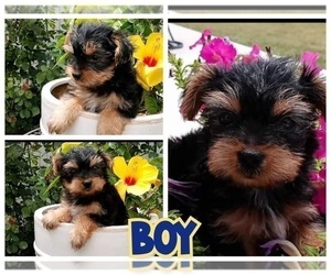 Yorkshire Terrier Puppy for sale in FORT WORTH, TX, USA