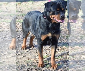 Mother of the Rottweiler puppies born on 03/21/2022