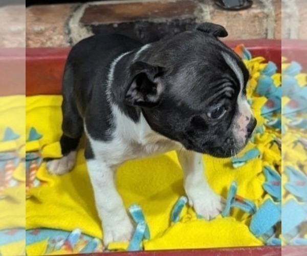 Medium Photo #2 Boston Terrier Puppy For Sale in HOT SPRINGS, SD, USA