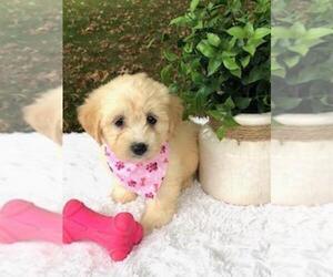 Miniature Labradoodle Puppy for sale in FREDERICKSBG, OH, USA