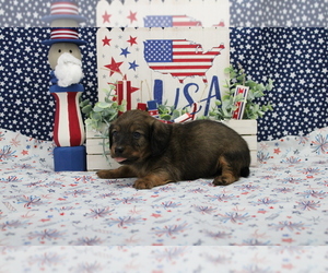 Dachshund Puppy for sale in CHANUTE, KS, USA