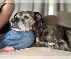Boxer-Unknown Mix Dogs for adoption in Germantown, OH, USA