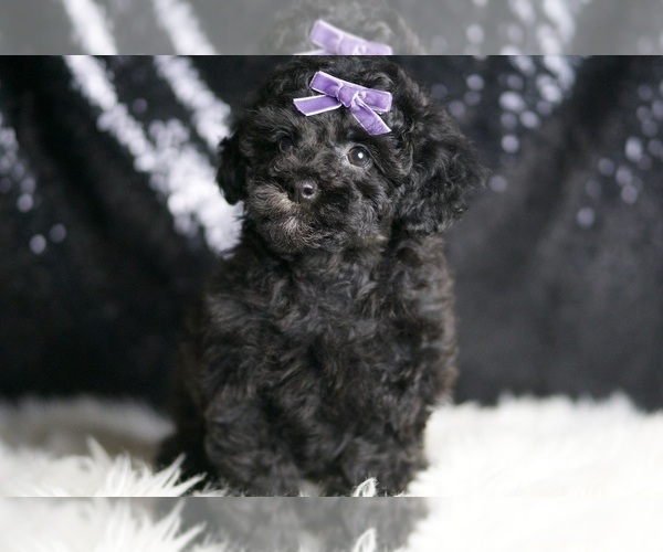 Medium Photo #32 Poodle (Toy) Puppy For Sale in WARSAW, IN, USA