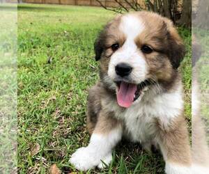 Great Bernese Puppy for sale in BLACKVILLE, SC, USA