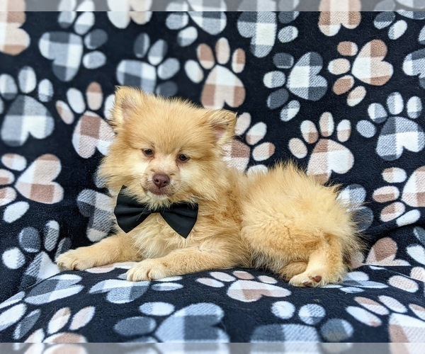 Medium Photo #6 Pomeranian Puppy For Sale in OXFORD, PA, USA