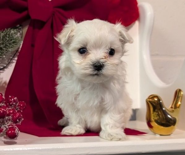 Medium Photo #55 Maltese Puppy For Sale in GOSHEN, IN, USA