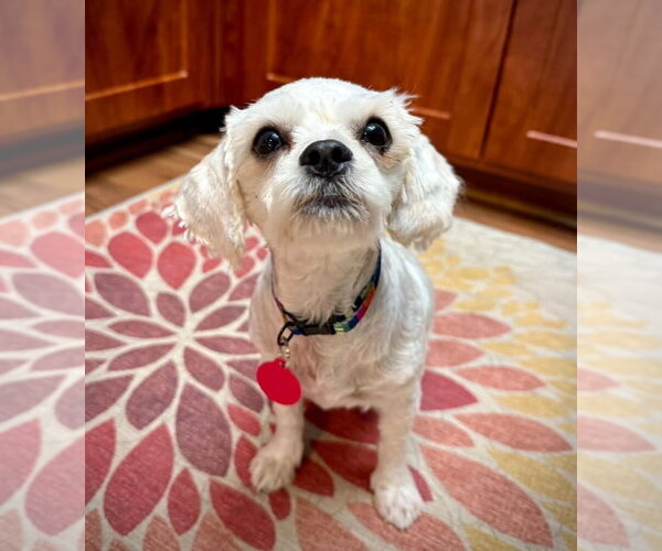 Medium Photo #1 Poodle (Miniature)-Unknown Mix Puppy For Sale in Bellevue, WA, USA
