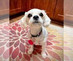 Small Poodle (Miniature) Mix