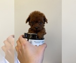 Small Photo #8 Poodle (Miniature) Puppy For Sale in JERSEY CITY, NJ, USA