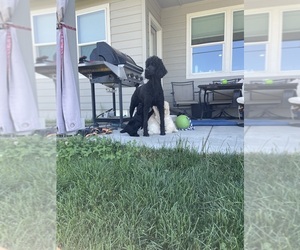 Mother of the Poodle (Standard) puppies born on 06/08/2025