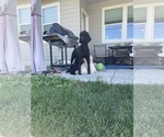 Small Photo #1 Poodle (Standard) Puppy For Sale in REDMOND, OR, USA