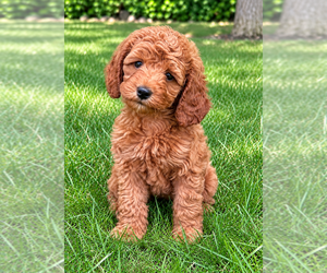 Cavapoo (Miniature) Puppy for Sale in FAIR HAVEN, Michigan USA