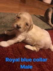 Goldendoodle Puppy for sale in GALENA, MO, USA