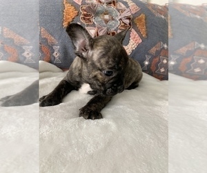 French Bulldog Puppy for sale in JOHNS ISLAND, SC, USA