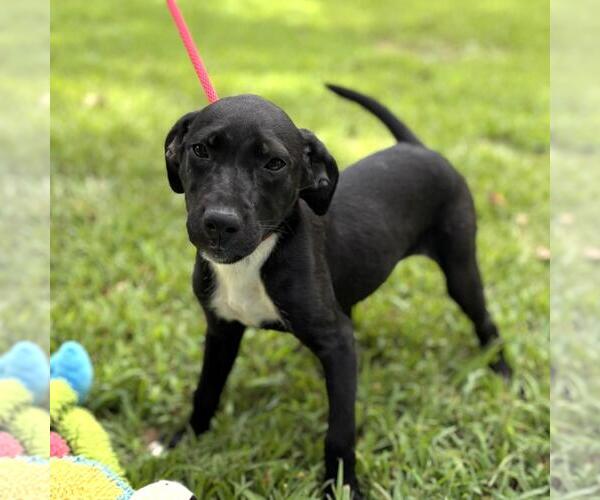 Medium Photo #3 Labrador Retriever-Unknown Mix Puppy For Sale in Yardley, PA, USA