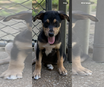 Small #1 Labrador Retriever Mix