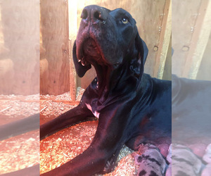 Mother of the Great Dane puppies born on 09/24/2019