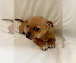 Small #3 Chihuahua