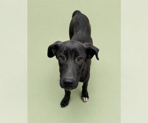 Labrador Retriever-Unknown Mix Dogs for adoption in HESPERIA, CA, USA