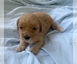 Small Photo #42 Cavapoo Puppy For Sale in PENSACOLA, FL, USA