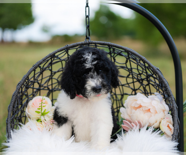 Medium Photo #6 Aussiedoodle Puppy For Sale in STRAFFORD, MO, USA