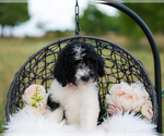Small Photo #6 Aussiedoodle Puppy For Sale in STRAFFORD, MO, USA