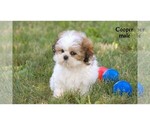 Small #21 Shih Tzu