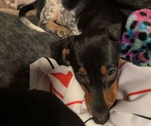 Medium Dachshund