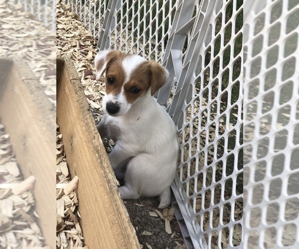Medium Photo #19 Jack Russell Terrier Puppy For Sale in MABLETON, GA, USA