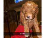 Puppy Puppy 2 Goldendoodle (Miniature)
