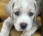 Puppy 4 Cane Corso